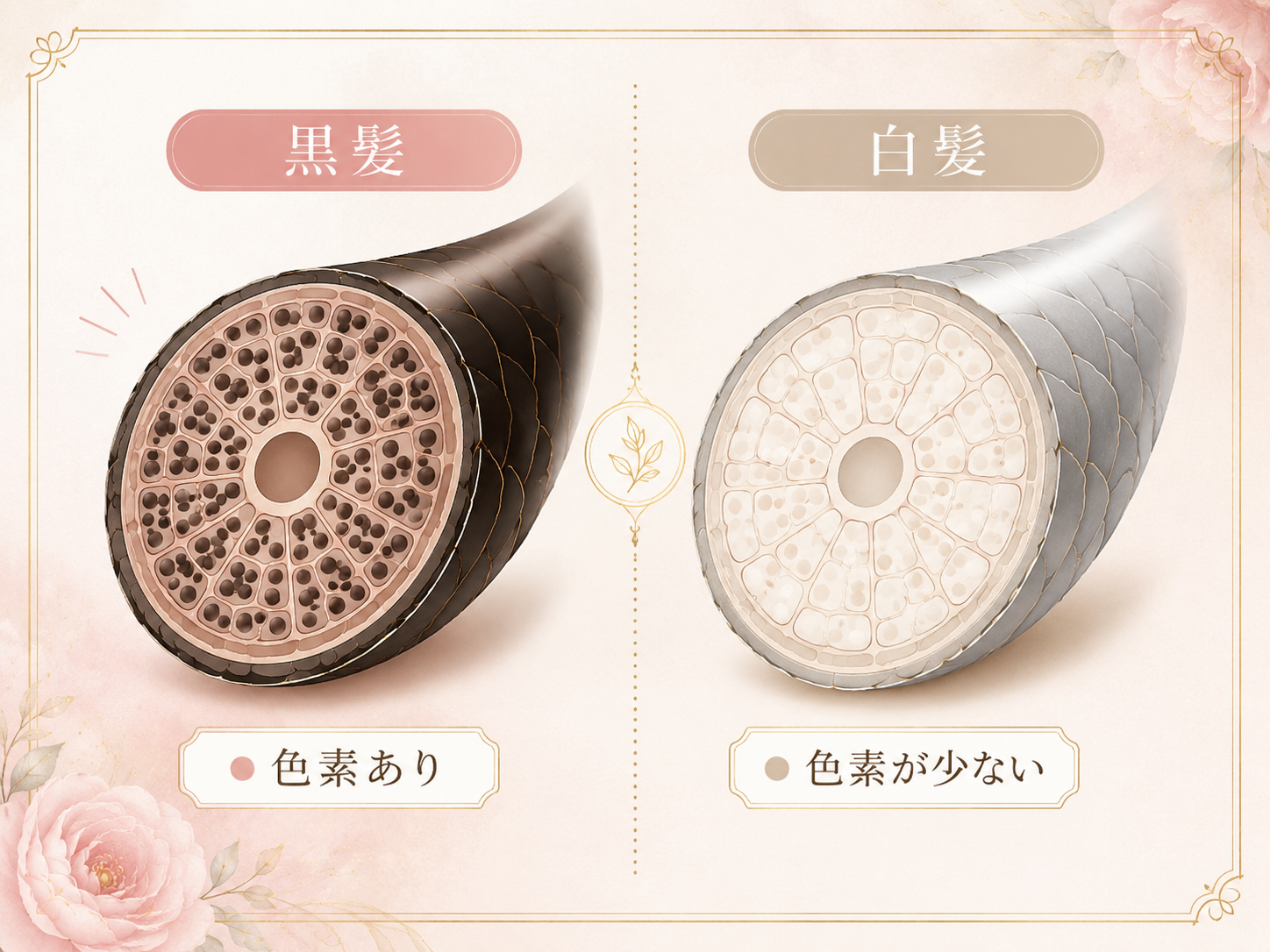 黒髪には色素があり白髪には色素が少ないことを示す髪の断面図